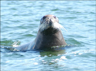 Bearded Seal - Click for a larger version