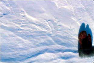 Polar Bear Track - Click for larger version